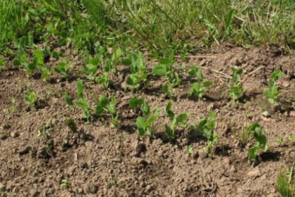 雪豆什么時候種