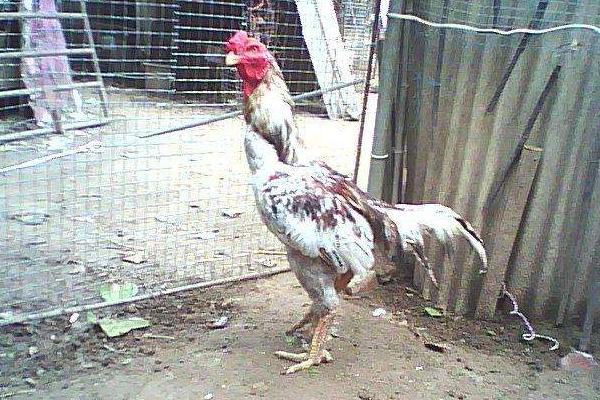 魯西斗雞多少錢一只