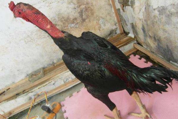 魯西斗雞多少錢一只