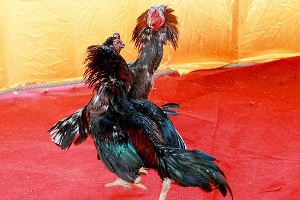 魯西斗雞多少錢一只