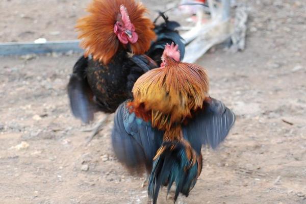 魯西斗雞多少錢一只