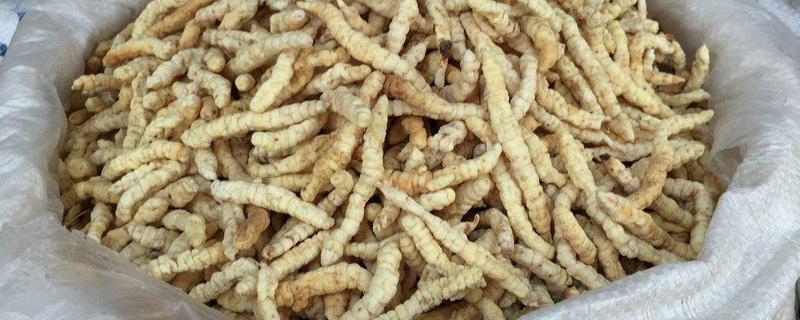 草石蠶種植技術