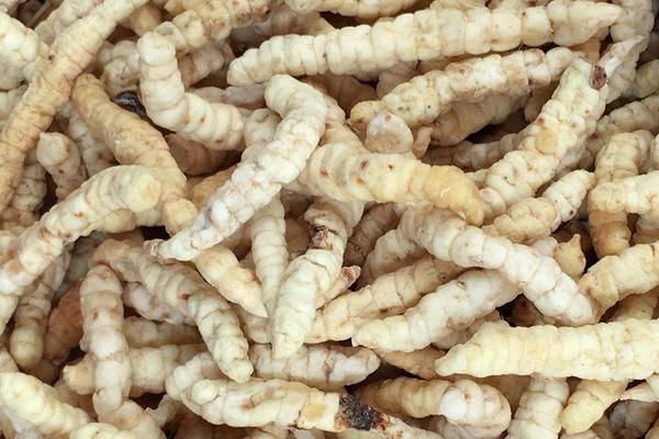 草石蠶多少錢一斤