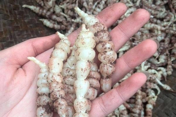 草石蠶多少錢一斤