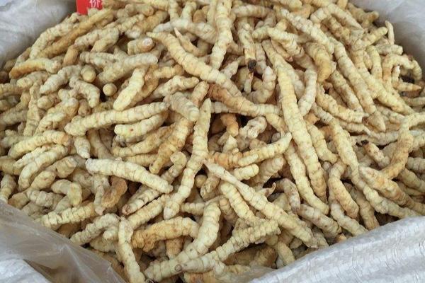 草石蠶多少錢一斤