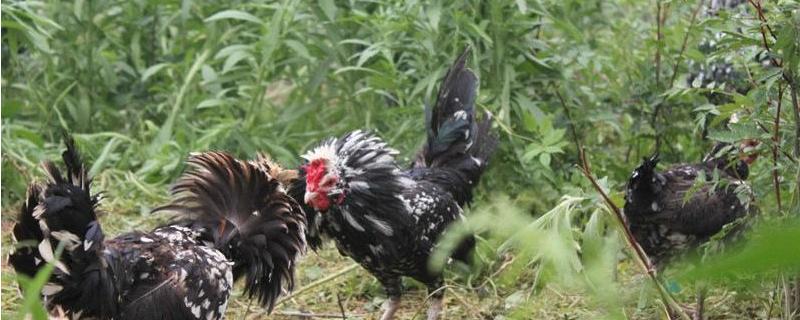 貴妃雞適合散養嗎