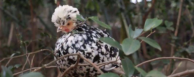 貴妃雞為什么不抱窩