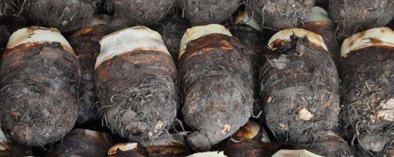 荔蒲芋頭產(chǎn)地在哪里