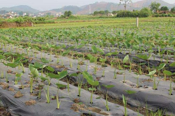 荔蒲芋頭產(chǎn)地在哪里