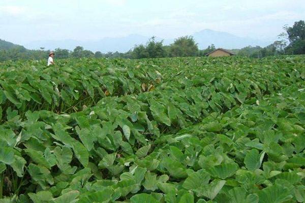 荔蒲芋頭產(chǎn)地在哪里