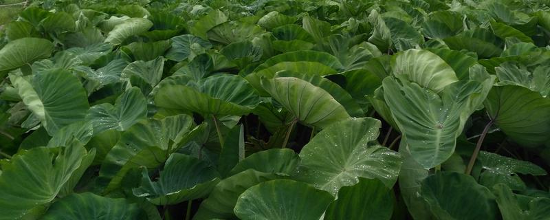 荔蒲芋頭種植技術(shù)