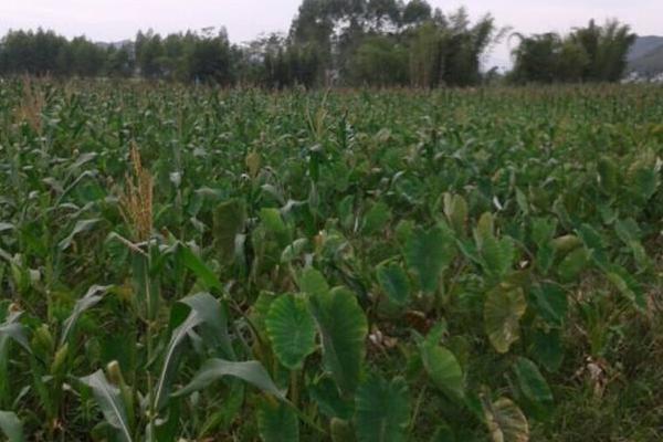 荔蒲芋頭種植技術