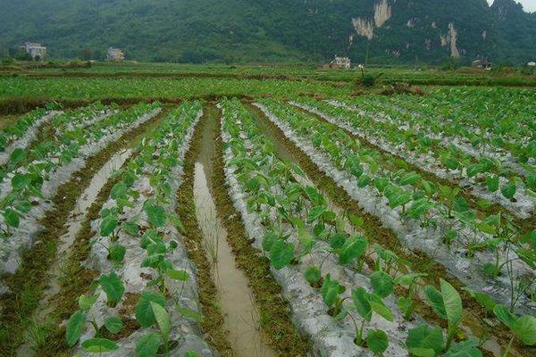 荔蒲芋頭種植技術