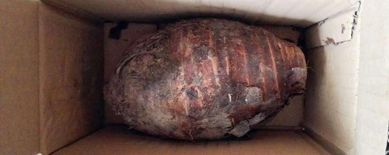 魔芋和荔蒲芋頭的區別