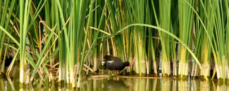 蒲草用什么土養