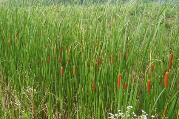 蒲草用什么土養