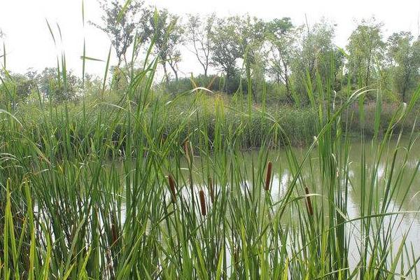 蒲草用什么土養