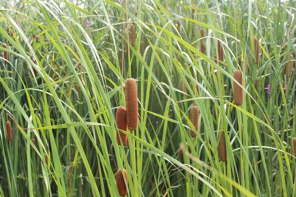 蒲草用什么土養