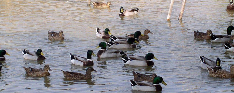 2019養(yǎng)鴨前景