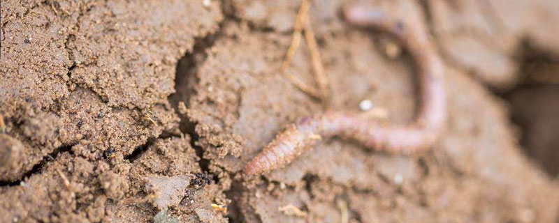 蚯蚓糞可以暴曬嗎