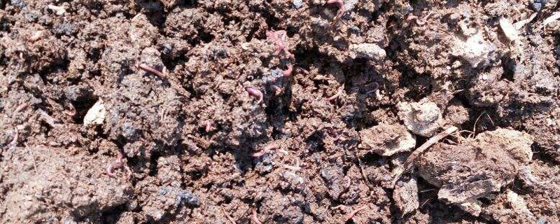 蚯蚓糞畝產(chǎn)量多少