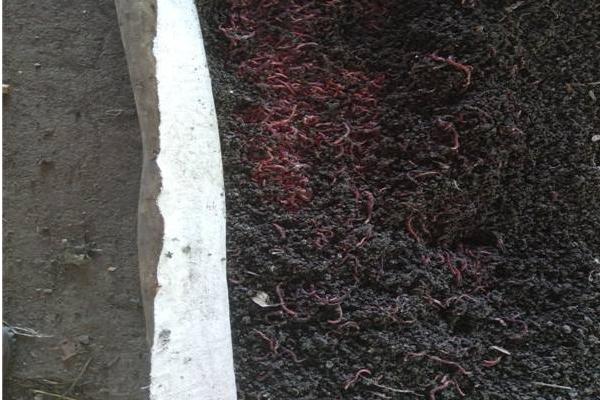 蚯蚓糞畝產量多少