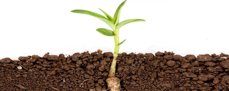 蚯蚓糞養(yǎng)花使用方法