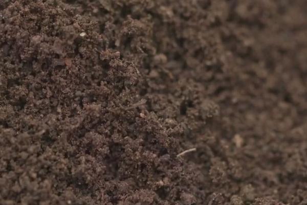 蚯蚓糞有機(jī)肥有前景嗎