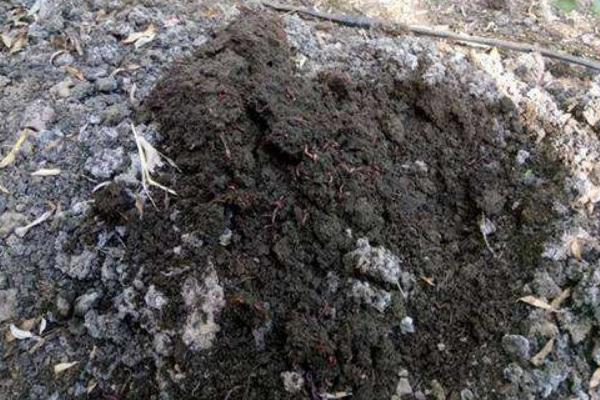 蚯蚓糞有機(jī)肥有前景嗎