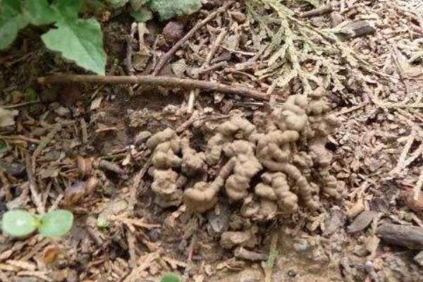 蚯蚓糞有機(jī)肥有前景嗎