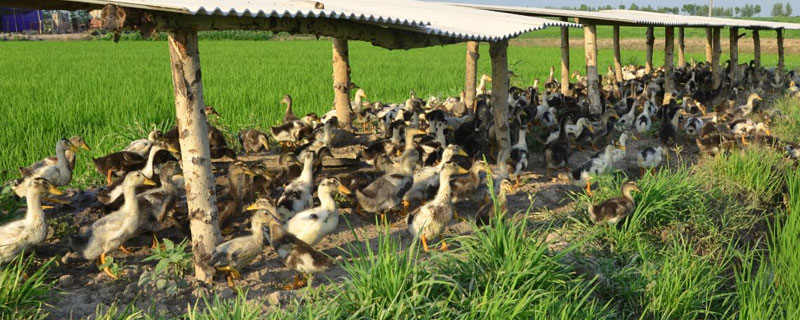 養(yǎng)鴨利潤(rùn)與成本