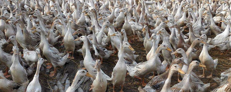 養(yǎng)鴨子下蛋利潤(rùn)