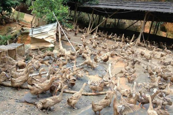 養鴨子下蛋利潤