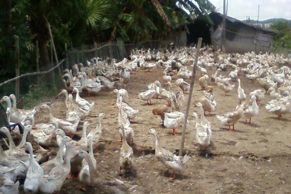 養鴨子下蛋利潤