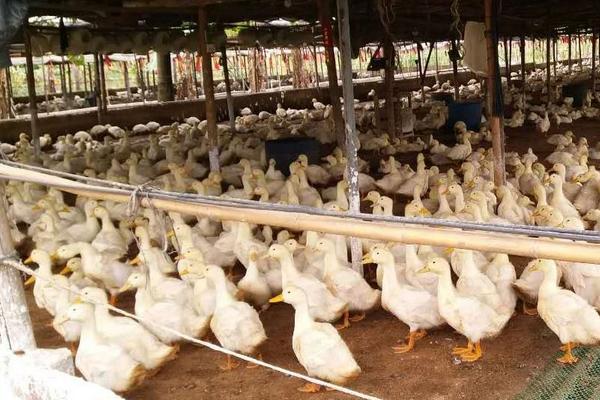 養鴨子下蛋利潤