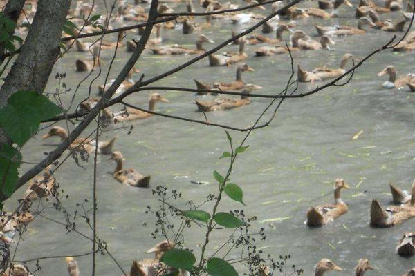 養鴨子下蛋利潤