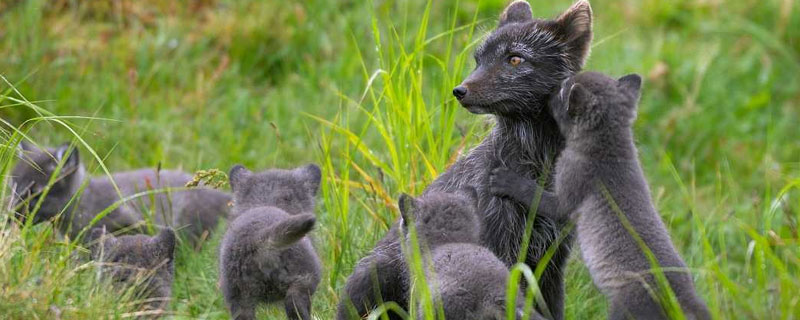 什么狐貍可以養