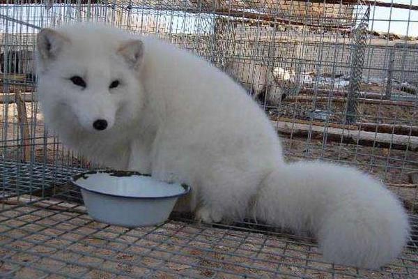 什么狐貍可以養