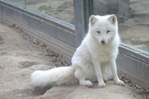 什么狐貍可以養