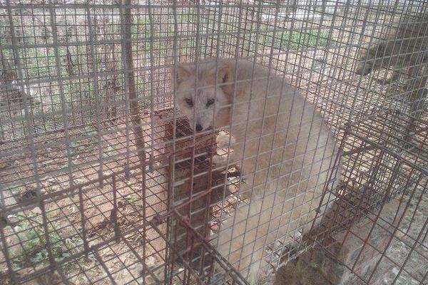 什么狐貍可以養