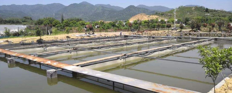 新挖池塘可以養(yǎng)黃鱔嗎