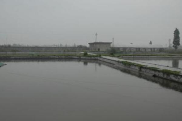 新挖池塘可以養(yǎng)黃鱔嗎