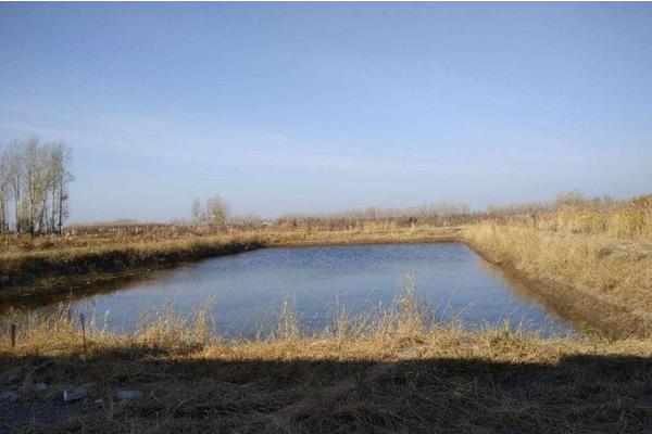 新挖池塘可以養(yǎng)黃鱔嗎