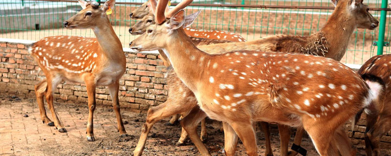 養鹿的前景如何