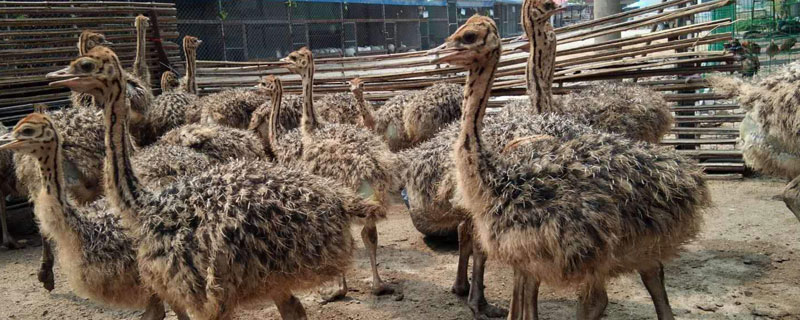 養(yǎng)鴕鳥怎么賺錢