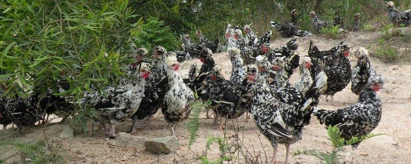 貴妃雞和蘆花雞區別