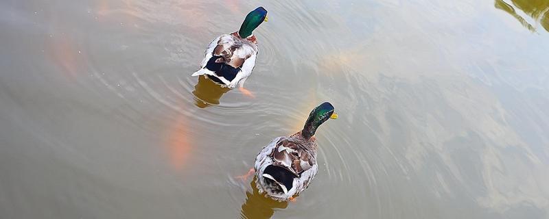 青頭鴨價格多少錢一斤