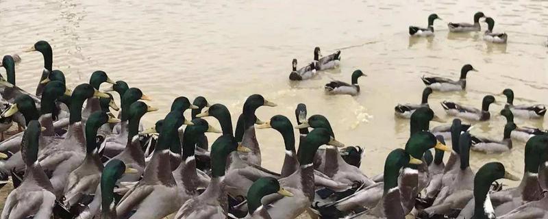 青頭鴨養(yǎng)殖技術(shù)