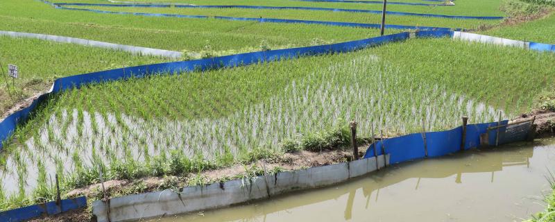 田里能養(yǎng)黃鱔嗎