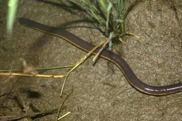 田里能養(yǎng)黃鱔嗎